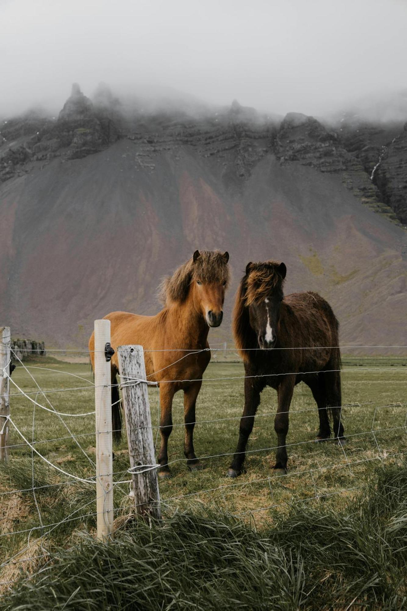 Lara Studio In Laugardalur Valley, Reykjavik Central Park And Botanical Garden, Private Entrance, Free Private Parking On Side Екстериор снимка